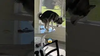 Il a fait ca SUR LA TABLE ! 😱