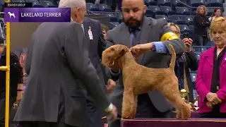 Lakeland Terriers | Breed Judging 2024