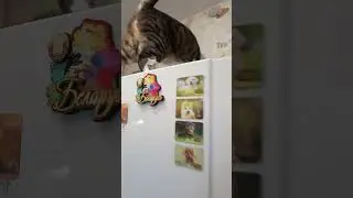 The Impudent Cat 