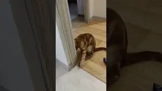 кот АЛЕКС ❤❤