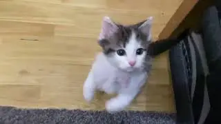 kitten attack!