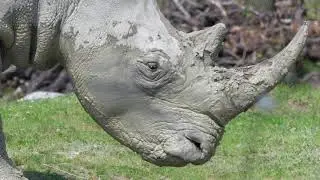 । Copyright free, No copyright stock footage, Royalty free animal videos for youtube || Rhino