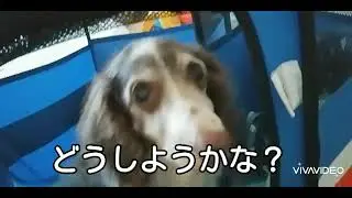 今日の、？さぶろうじいちゃんはママの足舐めより色んな所に潜入したい気分です｡