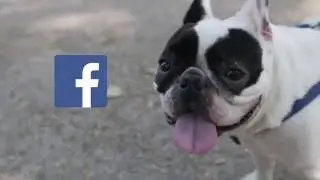 Walkies with Bowser Episode 1