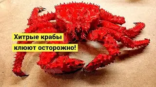 Sly crabs. Caught and cooked!