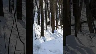 шалаш бродяги