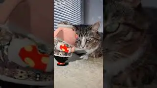 Серёга, пожалуйста побрейся 