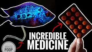 DEWORMING FLOWERHORN using METRONIDAZOLE-THE EASY WAY || HOW TO DEWORM FLOWERHORN FISH