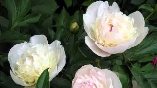Любовь Борисова - Лето кастаньет.