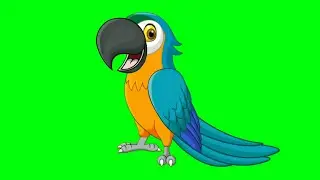 Parrot in green screen /tota in green screen