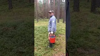 Не зовите меня за ягодами 🤣#юмор #russia #черника