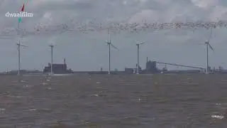 windmolens en trekvogels