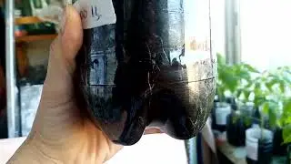 40 дней с момента посева рассады 🌱. Полёт нормальный 👌
