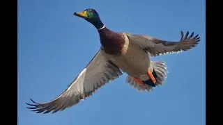 Дикая утка.