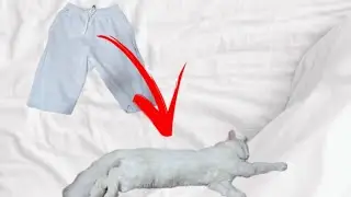 СДЕЛАЛ ИЗ ШОРТ ЖИВОГО КОТА🤯 | НЕ РОФЛ!