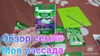 Какие семена купила / Моя рассада / Планы на посадки / Обзор семян
