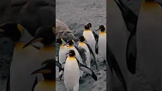 Ворота в Антарктиду и одно из самых отдаленных и диких мест на планете  #южнаягеоргия #антарктида