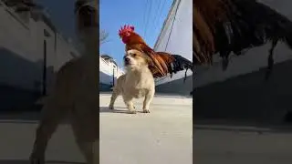 #funnyvideos #funny #dog #animal#cute #zoo #nature