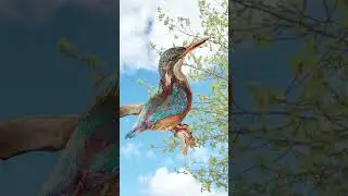 Balıkçılların kralı: kingfisher