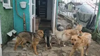Эни,Яра и Лирика. Учимся гулять🤗