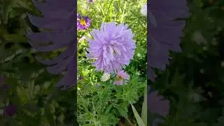Астры