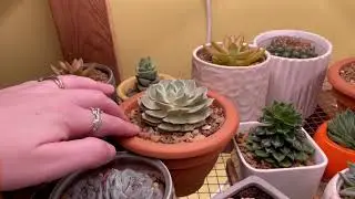 My Succulent Collection!