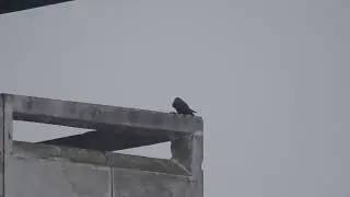 Сапсан • Сапсан • Peregrine falcon • Falco peregrinus 1
