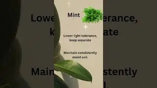 Indoor Edible Plant   Growing Tips
