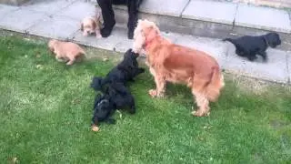 Honey and puppies