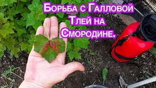 Галловая ТЛЯ с Смородины Осыпалась После народного способа борьбы с вредителем.