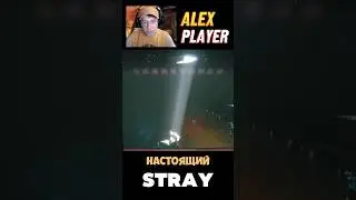 Котик всех спас в Stray