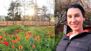У НАС ВЕСНА! Зачем нужна ЛАМПА ЛОСЕВА? Почему её БОЯТСЯ ВСЕ?