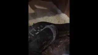 Atlas shedding 2
