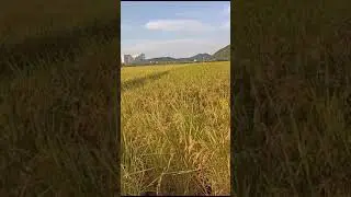 kondisi sawah di Korea Selatan sebentar lagi panen#sort