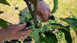 Green operations on young fruit trees