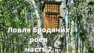 Ловля бродячих роёв. Часть вторая 2021г.
