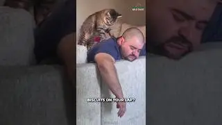 Why Cats Love To Make Biscuits?