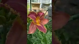Лилейники в саду🌸✨🌸✨🌸 17 июня 24г🌿