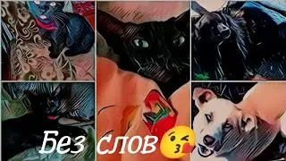 [VashaYana]-Кошачьи разборки 😁😉/Лето прощай!/Привет от нас😘