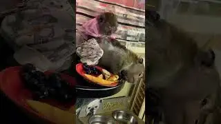 Наташа заботливая девочка , ухаживает за Жорой 🌼 