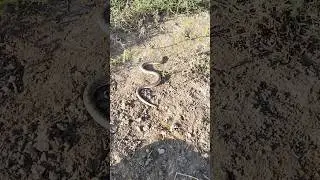 поймали змею на пасике