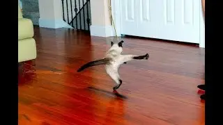 The dancing cat.