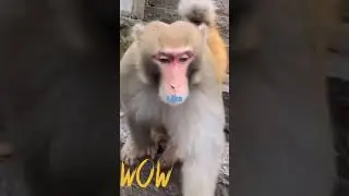 Monkey 🐵🐵 Eating Breads 😀😀