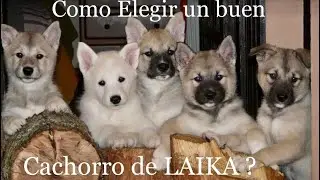 Como elegir un buen cachorro de Laika?