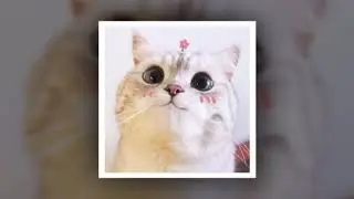 Kitty Kat Dance Party - Global Genius