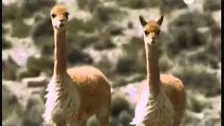 SURAMÉRICA SALVAJE - Altiplano