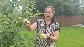 Apple picking