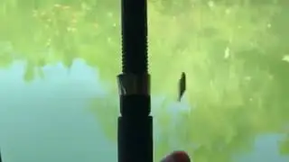 Дима Билан / Геленджик