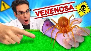 Así Pica una de las ARAÑAS MÁS VENENOSAS: Araña Violinista o de Rincón 💀🕷