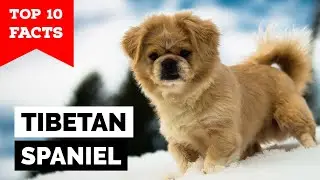 Tibetan Spaniel - Top 10 Facts